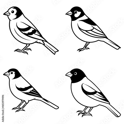 Wallpaper Mural Four black and white birds in various poses standing and looking to the side in a graphic design style Torontodigital.ca