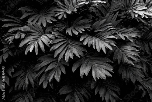 Close-up grayscale foliage, many large leaves