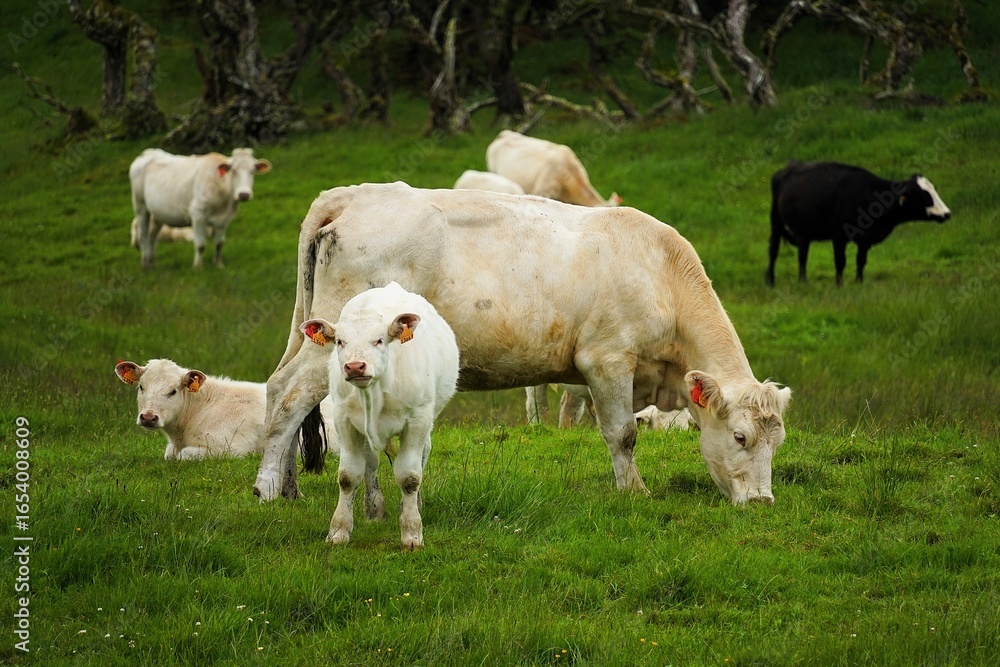 Obraz premium Close-up of a group of cows and calves grazing on a lush green meadow on the island of Pico in the Azores, Portugal.