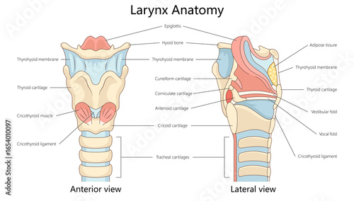 Cuadro en lienzo larynx, showing anterior and lateral views with cartilages, ligaments, folds, muscles, membranes structure diagram hand drawn schematic raster illustration