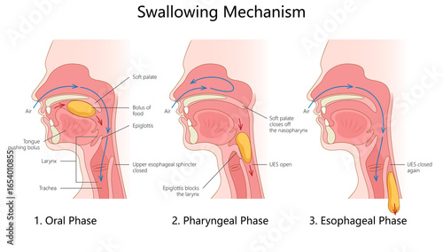 Photography three phases of swallowing oral, pharyngeal, and esophageal with labeled anatomy and bolus movement structure diagram hand drawn schematic raster illustration