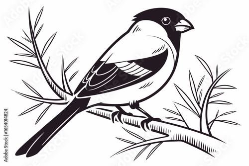 Illustration of a bullfinch isolated on white background in vector format