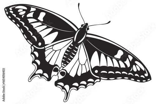 Detailed vector illustration of a butterfly isolated on white background