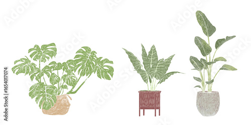 Set of Indoor Plants in Pots –  Hand-Drawn  Linocut Style Botanical Illustrations - Monstera, Strelitzia, and Tropical Plants