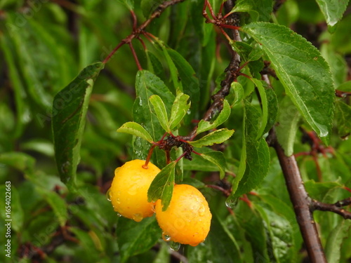 Cherry Plum Branch with Wet Fruits After Rain