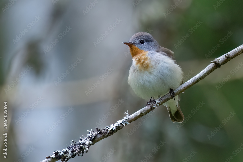 Obraz premium Red-breasted Flycatcher