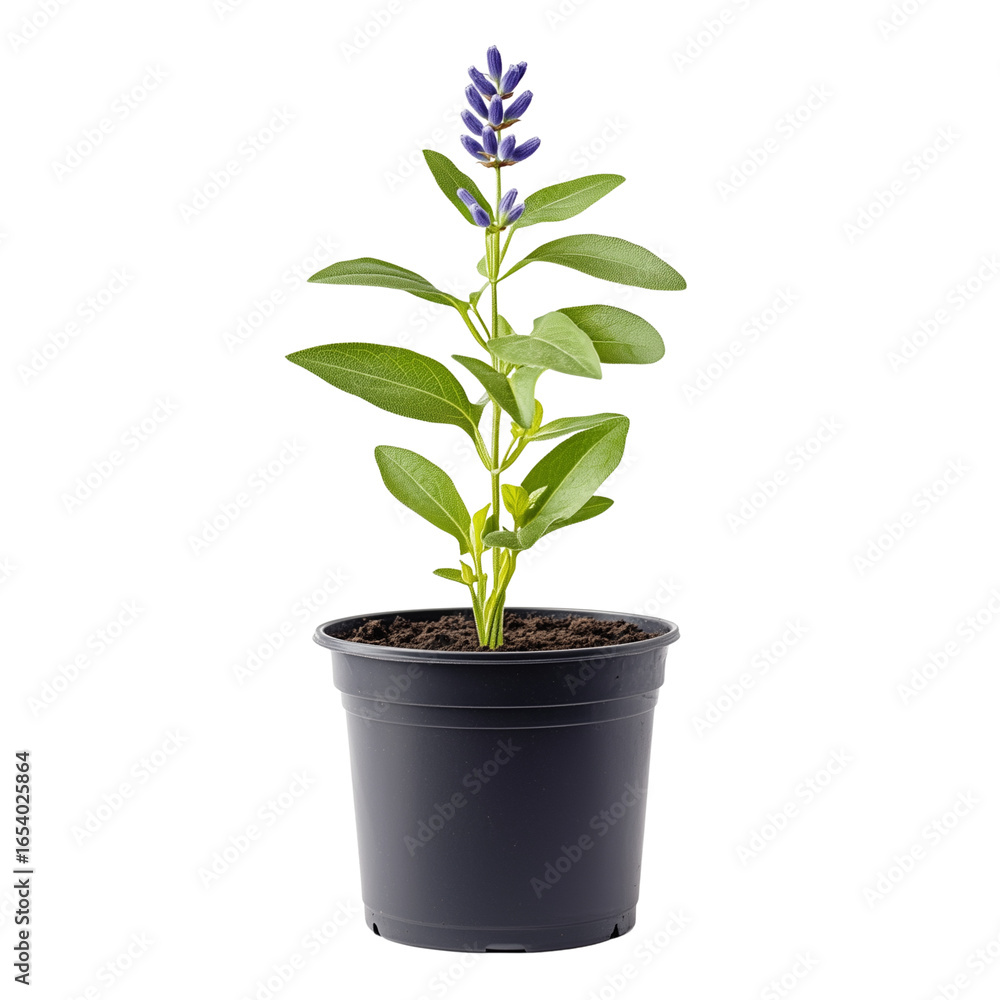 Fototapeta premium A bunch of dried lavender stems neatly tied with twine on transparent png background. Ai generated