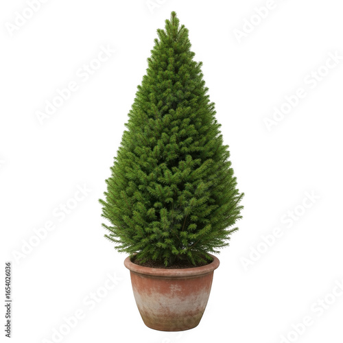 Green spruce tree in pot decorative plant isolated on transparent background