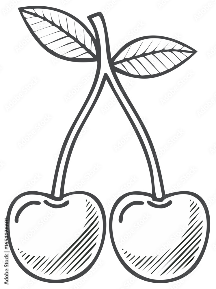 Fototapeta premium Sketch style illustration of fresh cherries, stem and leaves, isolated
