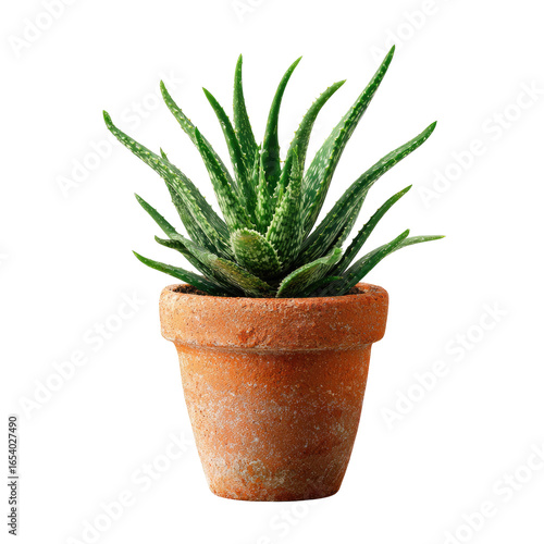 A small aloe vera plant in a terracotta pot