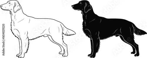 Flat coated retriever dog breed information and characteristics