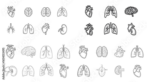 Vector illustration set of human organs including heart, lungs, brain, and kidneys. Ideal for anatomy infographics, medical education, and healthcare design.