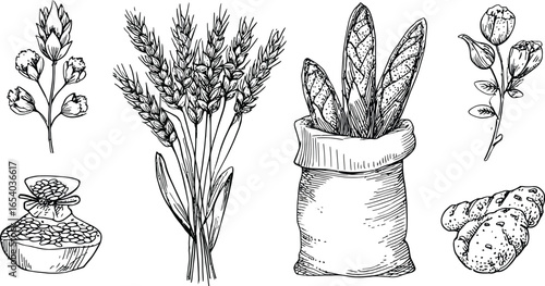 Wheat, Bread, and Seeds Sketch