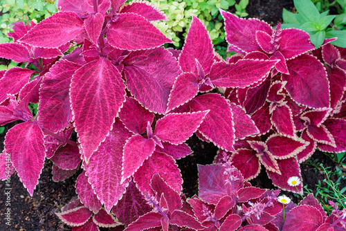 Photos Beautiful leaves of coleus in the garden.