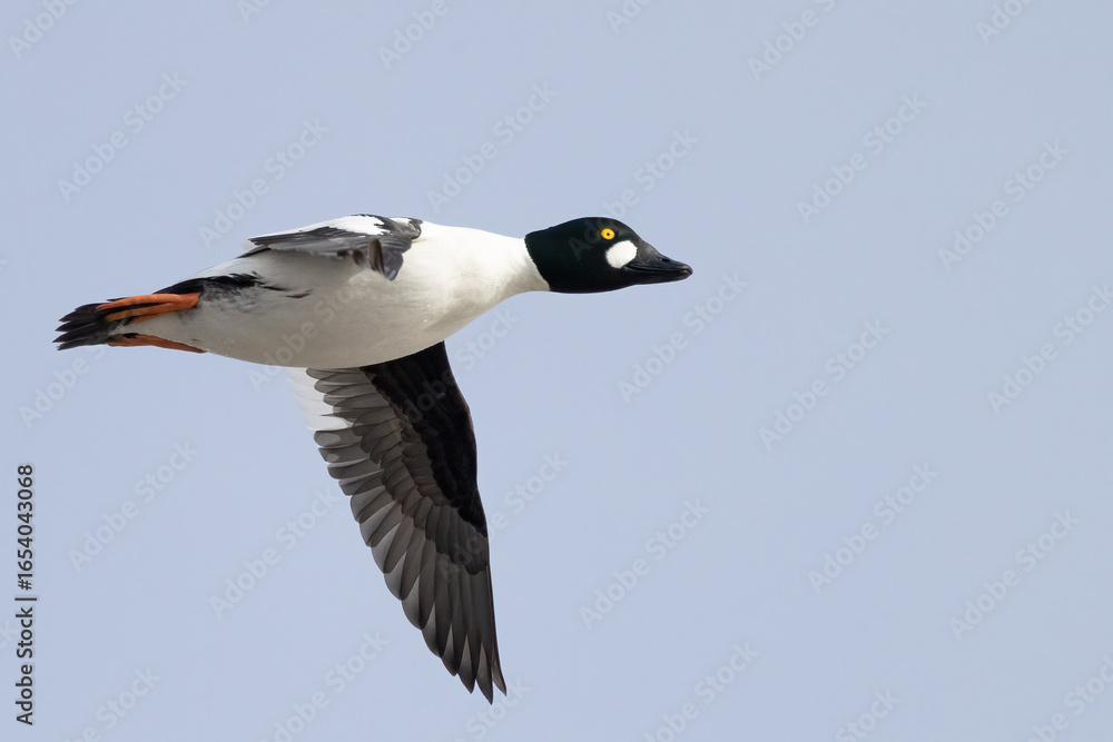 Fototapeta premium Common Goldeneye