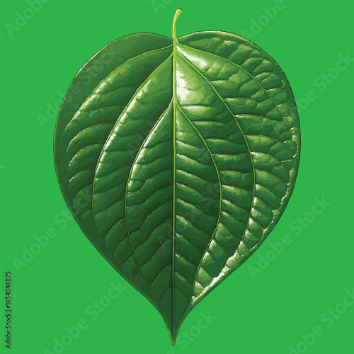Betel Leaf Isolated on White Background