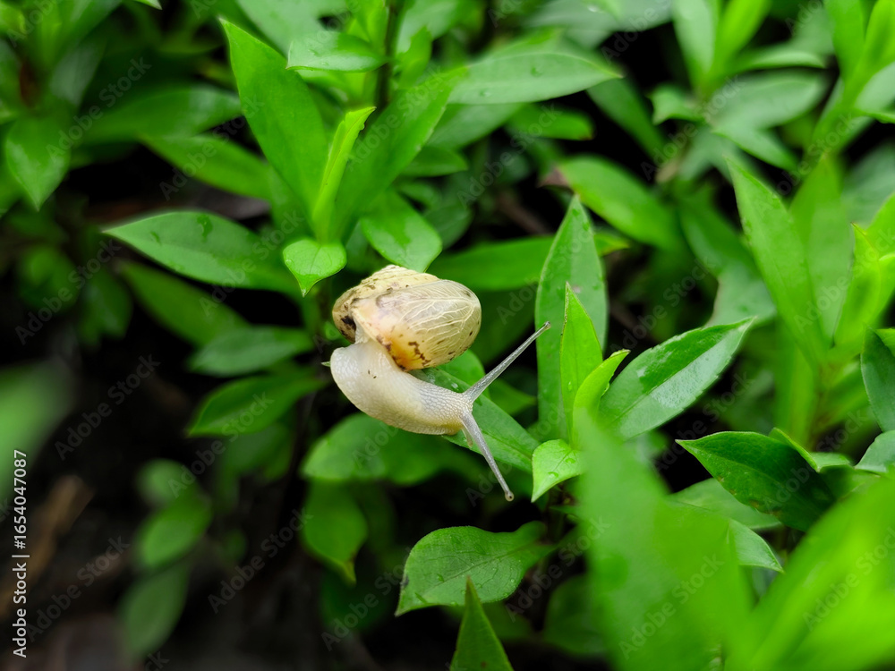 Obraz premium Close-up of a snail crawling on fresh green leaves in a garden. Macro shot of nature showing detailed texture of snail shell and vibrant foliage. 