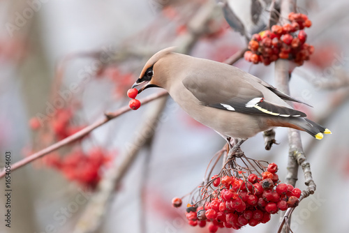 Bohemian waxwing