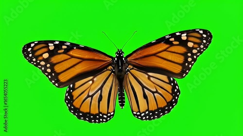 Monarch butterfly front-facing with wings stretched wide on green screen