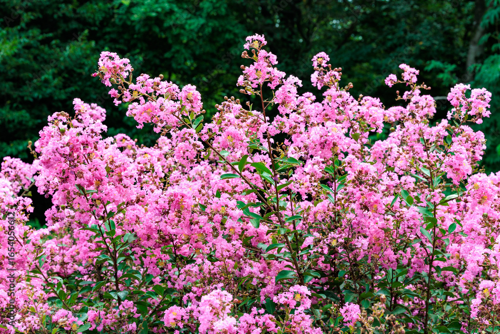 Obraz premium Beautiful and neat crape myrtle flowers blooming in a summer garden.