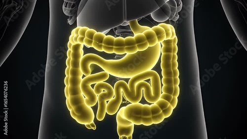 Wallpaper Mural Human digestive system illustration Torontodigital.ca