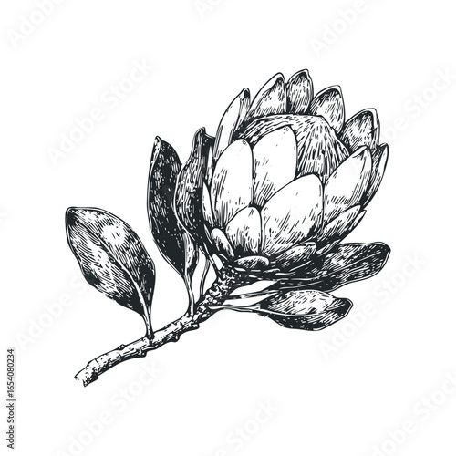 Detailed Botanical Drawing of a Protea Flower Head with Leaves