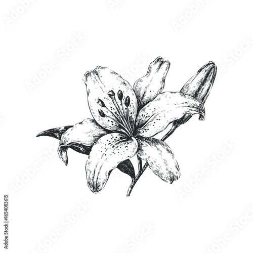 Detailed ink drawing of a lily with stamens and buds