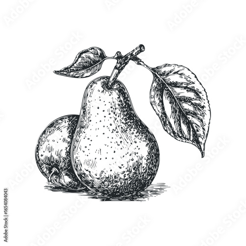 Two Pears on a Branch with Leaves in Sketch Style