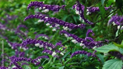  Neelakurinji Flowers Swaying in the Breeze – Cinematic Nature Footage