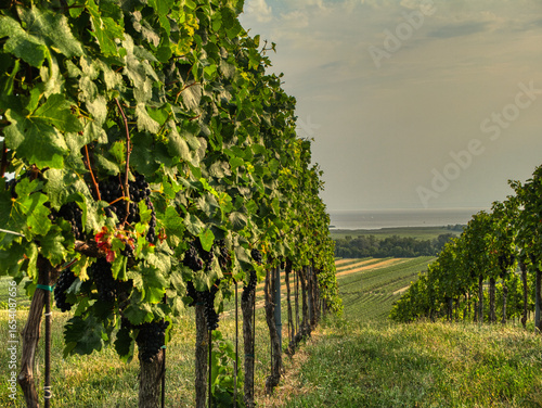 Scenic vineyards in full summer growth near Lake Neusiedl in Burgenland, Austria. Rows of grapevines stretch across the rural landscape under dramatic skies, with clusters of ripe grapes.