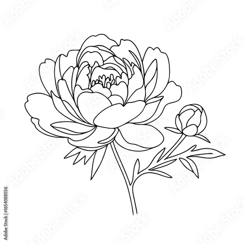 Line art of blooming peony flower in monochrome style, black and white, floral illustration for coloring book