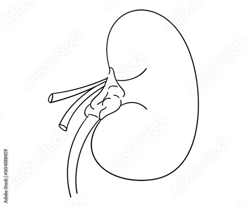 腎臓の線画イラスト