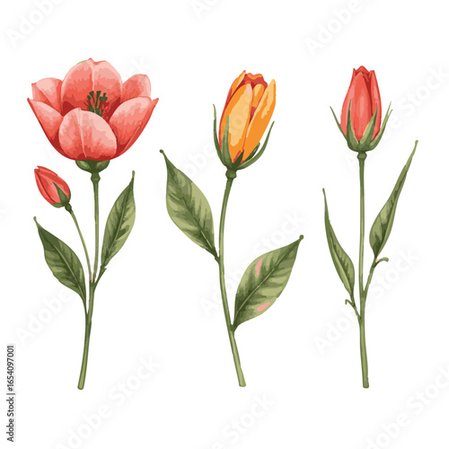 Watercolor Dogwood flower. Illustration clipart isolated on white background.
