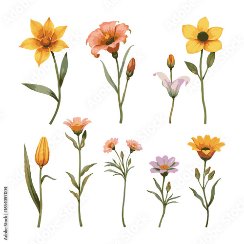 Watercolor Dogwood flower. Illustration clipart isolated on white background.

