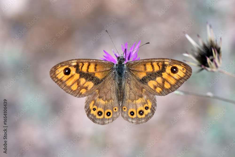 Obraz premium A wide-angle view of a wall brown butterfly, Lasiommata&nbsp;megera, resting with its wings open on purple flower. Photo shows the distinctive orange and brown patterns and circular eye-spots on its wings.