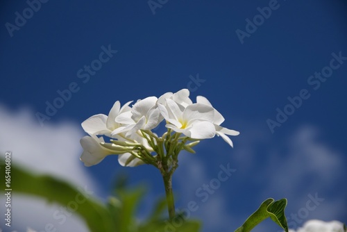white flower against blue sky