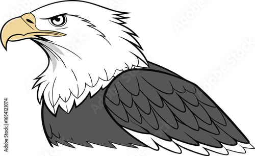 american bald eagle