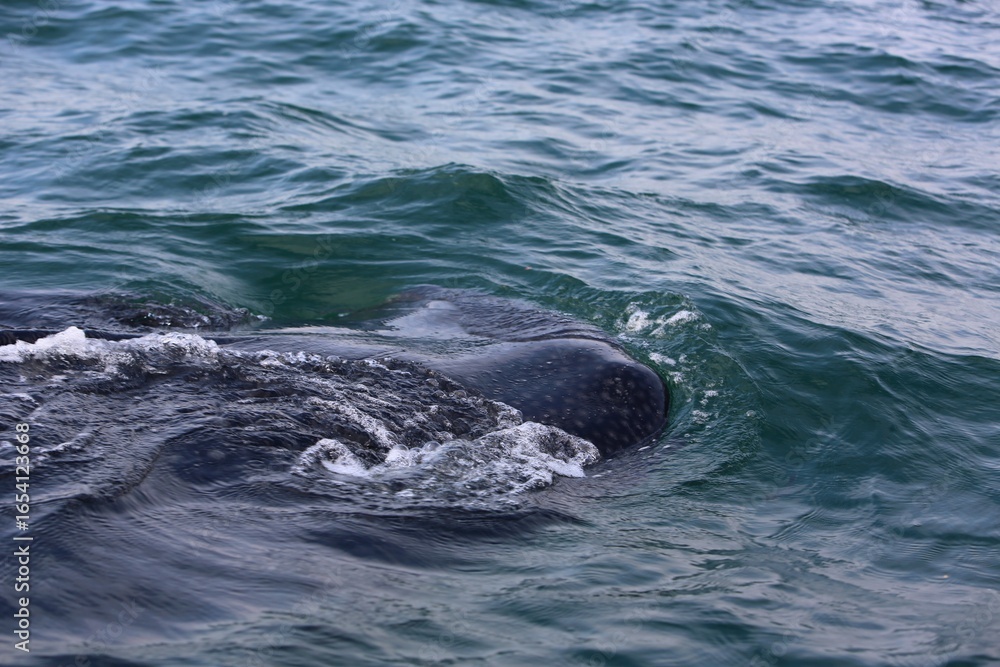 Obraz premium Whale shark swimming at the ocean surface with dorsal fin visible, symbolizing marine life and conservation.