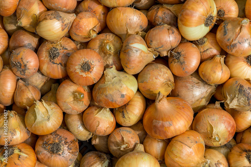 Many onions with husks, fresh harvest
