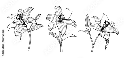 Lily flower outline with buds and leaves. Hand drawn lily flower outline for coloring pages and publications