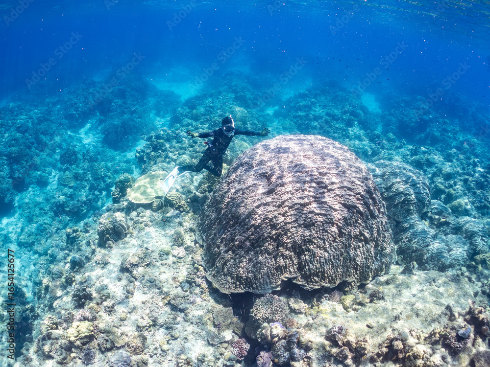 Fototapeta premium 慶良間諸島でも最大級のハマサンゴの群生。 学名:Porites Lutea サイズ比較のために横に立つ人。 巨大なサンゴ礁と熱帯魚の群れ。 沖縄県島尻郡慶良間諸島座間味島嘉比島-2025/6/27