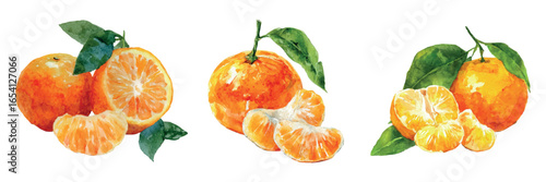 Watercolor set of tangerines. Whole tangerine fruit and peeled slice. Sweet citrus fruit. Festive Christmas and New Year fruit. Vector illustration.