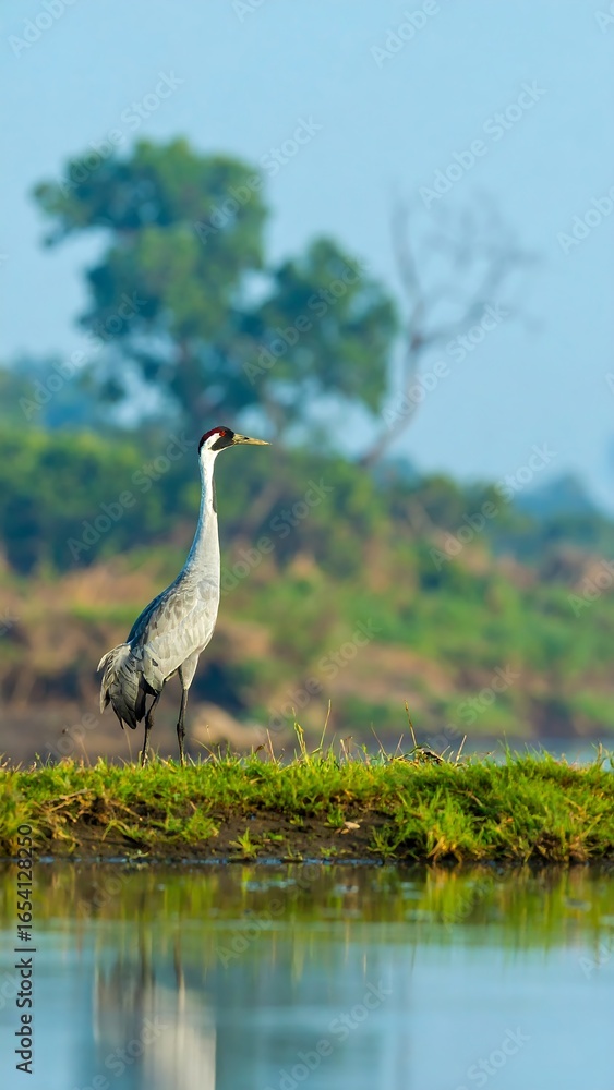 Fototapeta premium Crane standing on a grassy bank