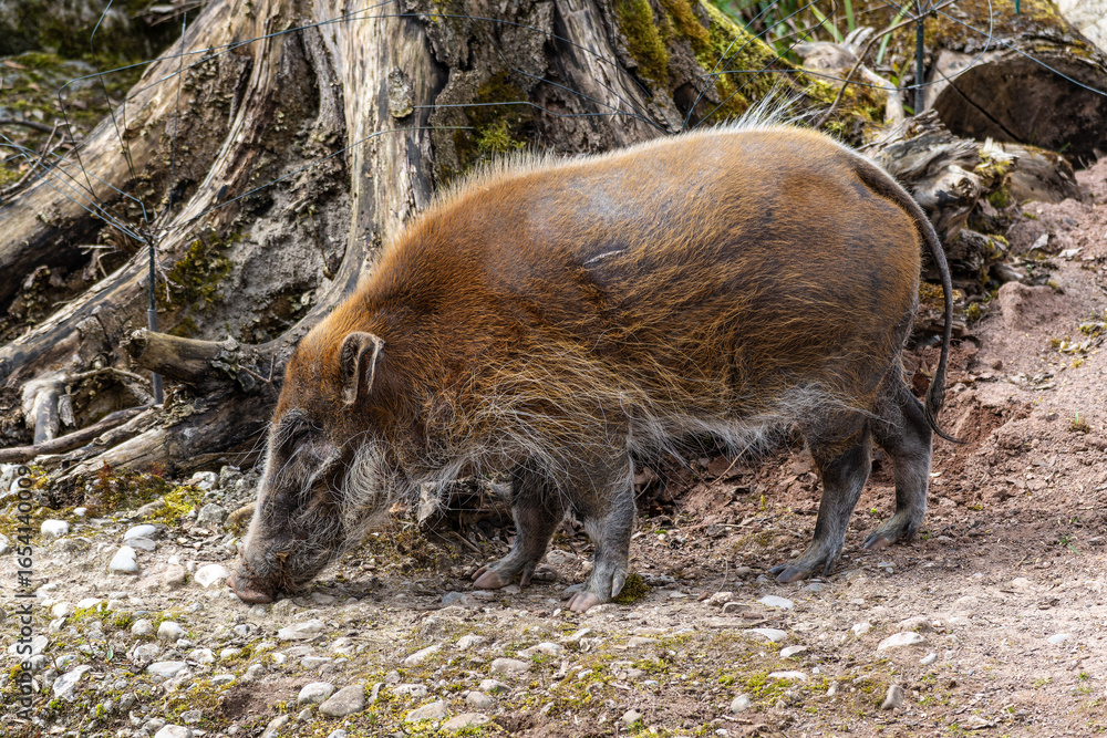 Red river hog, Potamochoerus porcus, also known as the bush pig. Red river hog, Potamochoerus porcus, also known as the bush pig.