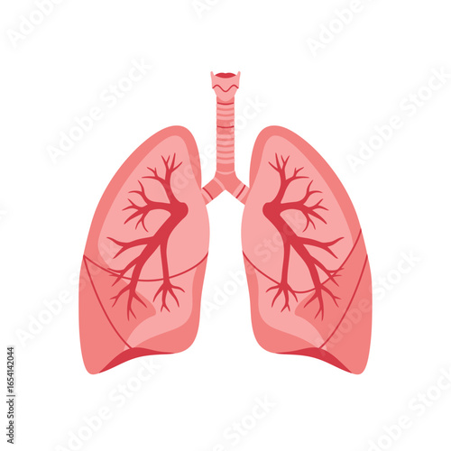 Human Lung Anatomy Illustration with Trachea and Bronchial Tree Depicted in a Simple Flat Design Style on a Clean White Background for Medical or Educational