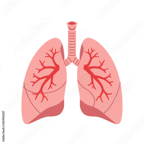 Human Lungs Illustration with Trachea and Bronchial Tree in Vector Format for Medical or Educational Purposes on a White Background