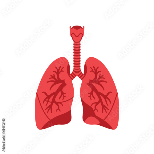 Illustration of Human Lungs and Trachea in Red on White Background Representing Respiratory System Anatomy and Healthcare Concepts with a Modern Flat Design Style