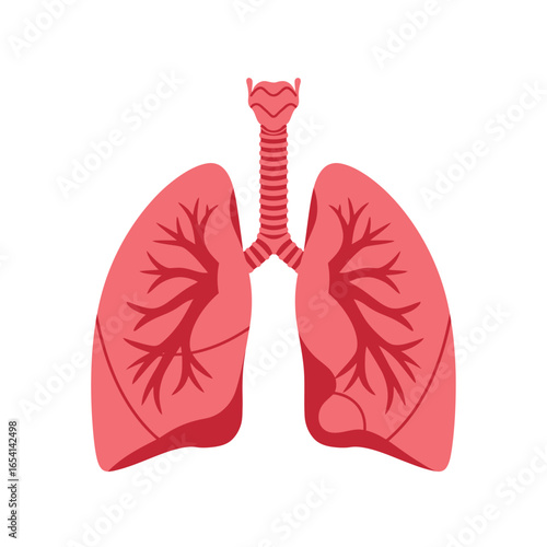 Illustration of Human Lungs and Trachea Anatomy Showing the Respiratory System and Bronchial Tree Isolated on a White Background for Medical or Educational Use