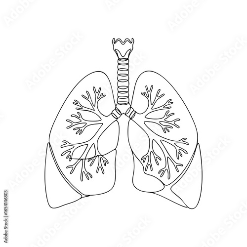 Vector line art of human lungs with trachea and bronchi branches, minimal continuous line anatomical sketch, medical abstract illustration