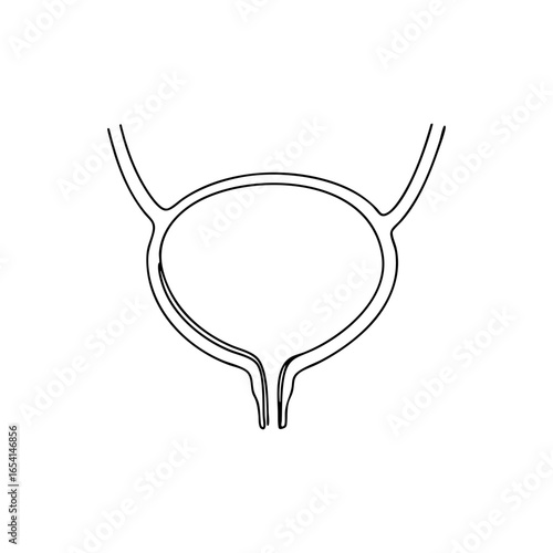 Vector line art urinary bladder anatomical diagram, minimalistic black and white healthcare outline for urology, medicine, biology and educational materials
